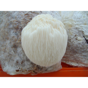 Hericium Erinaceus Mushroom Powder