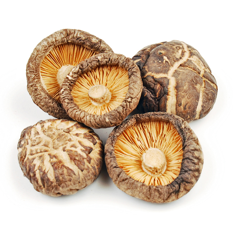 Shiitake Lentinus Edodes Mushroom Extract 