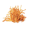 Cordyceps Militaris Extract