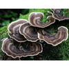 Coriolus Versicolor Mushroom Extract