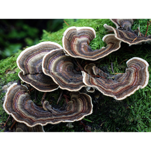 Coriolus Versicolor Mushroom Extract