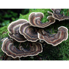 Trametes Versicolor Mushroom Powder