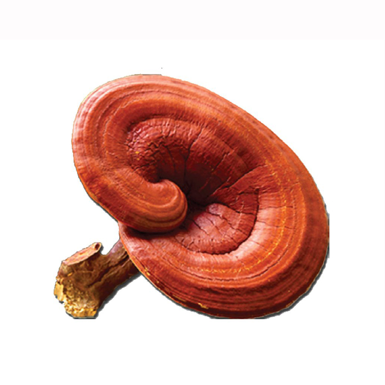 Ganoderma Lucidum Mushroom Extract