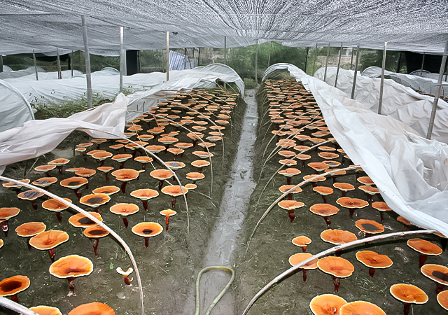 mushroom cultivation